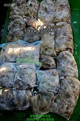 [사천] 내일 주꾸미 긴급 모집!!(무조건 출조 확정)