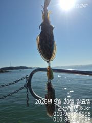 20일, 군산쭈구미 오늘도 많이 나오네요~오전/반~실시간~군산낚시프라자 월명호 사진
