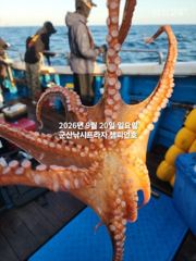 20일 주간문어~덩치급 문어들~연일 대박, 오늘도 잘 나오고 있어요~~실시간~ 군산낚시프라자 챔피언호 사진