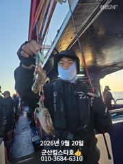 군산킹스타호(9/20)쭈꾸미 실시간~계속해서 출조합니다 (예약가능) 사진