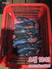 9/20 팁런조황 사진