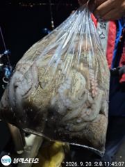 굵은 씨알 묵직한 손맛들 보셨습니다 사진