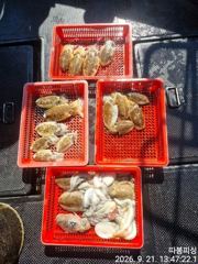20일 쭈꾸미 조항입니다 ~22일 월욜(출항확정) 예약가능 합니다 사진