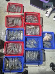 [마산] 무늬팁런 싸이즈 굿 손맛굿굿조황 오늘 19시 출조 예약받습니다 사진
