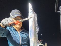 [경주] 대삼치들이 감포코앞바다에서 진을 치고 있습니다 사진