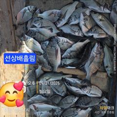 병산 감성돔35외 마리수 선상배및 선외기 흘림조황~~ 사진