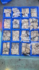 2026-09-21 홍원항 ⭐️에버스타호⭐️쭈갑 전투낚시 조황 사진