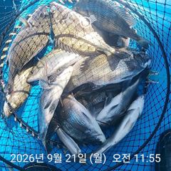 삼천포 내만권 감성돔 사진