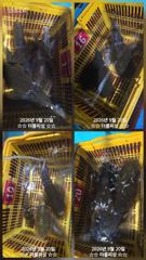진해더블피싱 욕지권 무늬팁런 19토욜 철수조황 사진