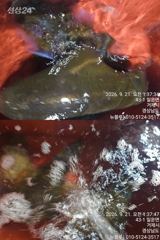 [거제블루]거제권 팁런 무늬오징어 번출조황입니다 오늘 예약가능~~ 사진