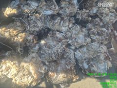 군산비응항 낚시사냥꾼 에이스호] 20일 조황 ~~~쭈구미~~~낚시에 갑오징어 씨알이 ~Good~~ 사진