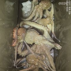 오늘도 마리수 쓸어담으러 야간~돌문어 잡으러 출조 감니다@ 오늘,화수요일~예약가능 사진