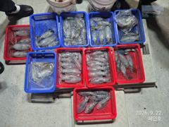 [진해] 무늬팁런 키로오바 무늬 조황 오늘 19시 출항확정 예약받습니다 사진