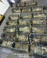 야간문어!오늘도 이만큼 잡고 왔습니다 ~토요일예약가능. 사진