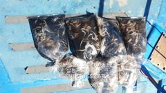 1   [사천] 주꾸미(삼천포) 80여수 손맛~갑오징어는 손님~로마피싱(24일 … 1 사진