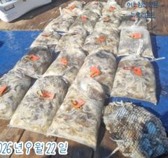 <뉴오리온호> 쭈꾸미 종일 마무리 조황(22일)-즐낚하고 입항했습니다. 사진