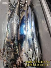 먼바다 갈치텐빈 내일부터 갑니다! 목.토.일 예약가능 사진