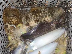 쑥~ 쑥~내만무니 여~ 사진