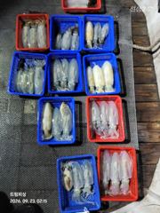 [통영] 무늬팁런...굵어진 사이즈들.... 사진