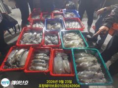 22일웨이브호무늬팁런120개 사진