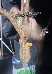 강한 바람속에 야간 문어 우당탕~잡고 왔습니다!(선수모집) 사진