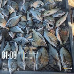 [고성] 병산 감성돔39외 마리수 선상배 &선외기흘림조황~~