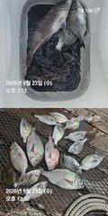 거제 ( 어구 일성호 ) 감성돔 참돔 ! 전마선 조황 ~ 사진