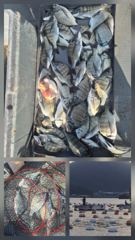 고성내만 선외기 흘림 조황 사진