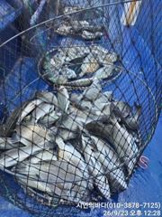 [고성] 마맀수감성돔들(60여수.흘림) 사진
