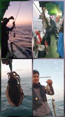 [쭈갑문어조황] 23일 뉴프린스호 쭈꾸미 갑오징어 조황입니다 사진
