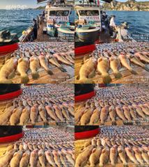 ♥붉바리들 이정도는 잡아봐야지요 대박 붉바리조황입니다 [2026년09월23일] ◎ 해마루호가 뜨는이유? 조황때문이죠 ◎ 핵심포인트: 바로진입.. 바로히트.. ◎ 차원이 다른 조황으로 모십니다 ▣ 요즘 붉바리낚시가 대세입니다 사진