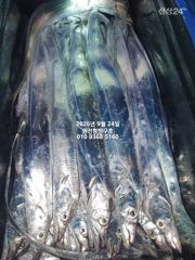 [마산] 내만갈치)23일조황-평균사이즈 큽니다~오늘 예약가능 사진