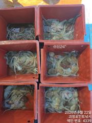 ~~*돌문어 씨알,마리수 좋습니다~(낼예약가능)*~~ 사진