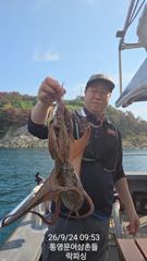 문어(핫~실시간) 700g이상 키로급 키로오버속출~락피싱(오늘 야간 예약) 사진