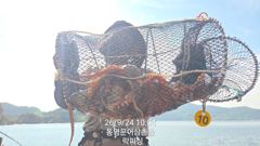 1  문어(핫~실시간) 700g이상 키로급 키로오버속출~락피싱(오늘 … 1 사진