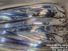 준내만갈치~대치들까지 쿨러 가득 채우고~27일부터 예약가능합니다