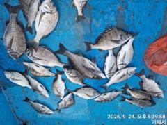 [거제] 가조도 청곡연합레저 선외기 땐마조황 사진