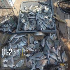 [고성] 병산 감성돔35외 마리수 선상배및 선외기흘림조황~~ 사진