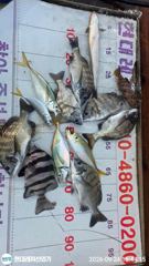 통영현대레저)갑오징어.감성돔마릿수및뺀찌.참돔 사진
