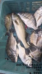 [거제] 카리스호 감성돔. 참돔 흘림 종일낚시 조황입니다 사진