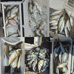 [거제] 지세포 수퍼 전갱이 조황 사진