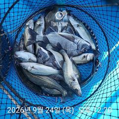 [사천] 삼천포 내만권 감성돔 사진