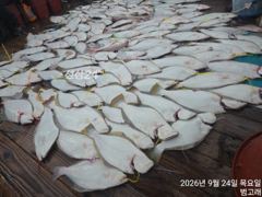 [9/24 범고래호] 배 전체 쉼 없이 터진 광어 손맛, 오늘 함께해 주신 분들 고생 많으셨습니다. 군산낚시프라자