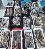 9월24일 우럭 조황입니다. 사진