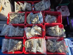 [갑오징어] 마검포 뉴정원호 9/24 갑 조황 입니다 사진