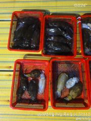 23일 팁런 최대중량 800g 무시다수~ 사진