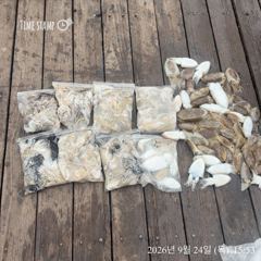 도대췌 얼마나 많길래... 사진