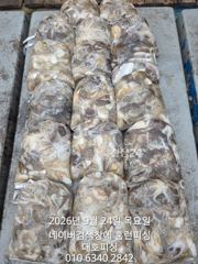 대호피싱 쭈꾸미 마무리 소식 전합니다 모두 열심히 잡아주셔서 감사합니다 사진