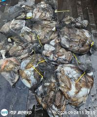 9윌24일 씨헌터호 갑오징어 조황입니다 사진