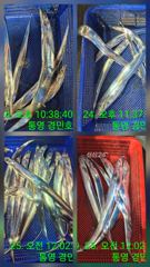 [통영] 추석입항 갈치조항